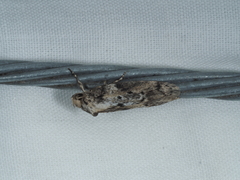 Philobota baryptera