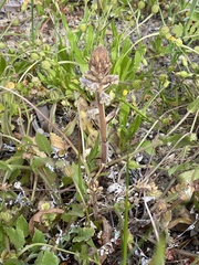 Orobanche minor