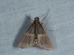 Endotricha mesenterialis