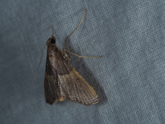 Endotricha mesenterialis