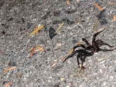 Antrodiaetus pacificus