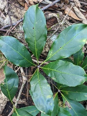 Cissus sterculiifolia