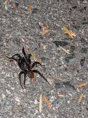 Antrodiaetus pacificus