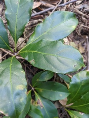 Cissus sterculiifolia