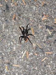 Antrodiaetus pacificus