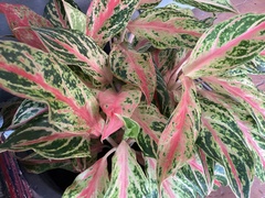 Aglaonema