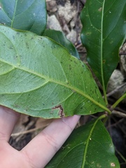 Cissus sterculiifolia