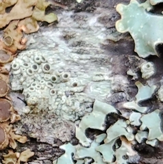 Lecanora hybocarpa