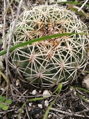 Coryphantha pallida