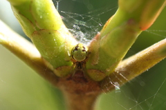 Araneus lathyrinus