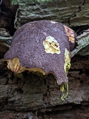 Aureoboletus mirabilis