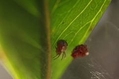 Araneus lathyrinus
