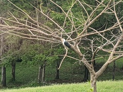 Columba leucomela