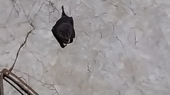 Artibeus jamaicensis