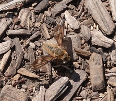 Poecilanthrax arethusa