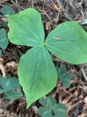 Trillium
