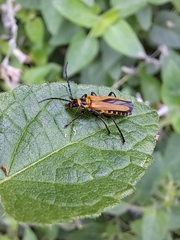 Chauliognathus flavipennis