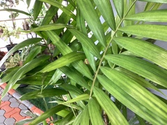Arecoideae