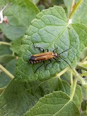Chauliognathus flavipennis