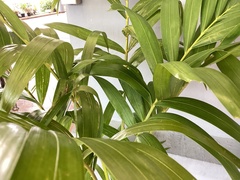 Arecoideae