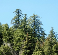 Pseudotsuga macrocarpa