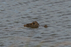 Caiman crocodilus