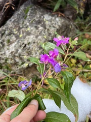 Lycium barbarum