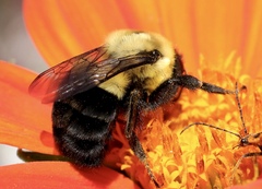 Bombus impatiens