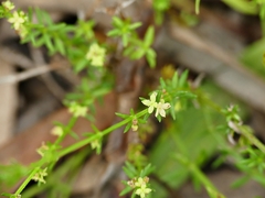 Galium gaudichaudii