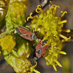 Neacoryphus bicrucis