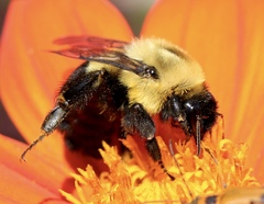 Bombus impatiens