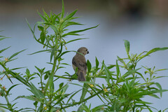 Sporophila americana