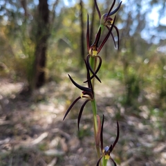 Lyperanthus suaveolens