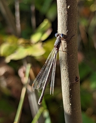 Lestes congener