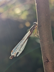 Lestes congener
