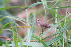 Sinosuthora webbiana