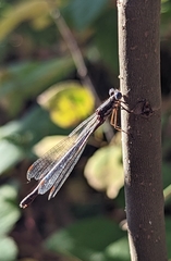 Lestes congener