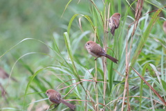 Sinosuthora webbiana
