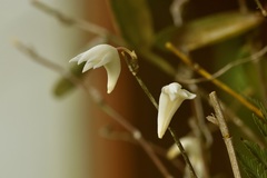 Dendrobium crumenatum