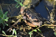 Gopherus berlandieri