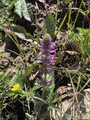 Pedicularis tatarinowii