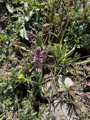 Pedicularis tatarinowii