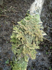 Pseudocyphellaria wilkinsii