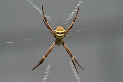 Argiope keyserlingi
