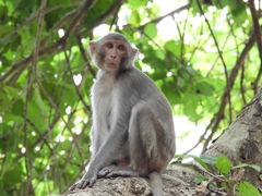 Macaca mulatta