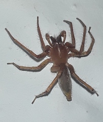 Clubionidae