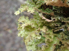 Pseudocyphellaria wilkinsii