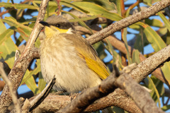 Gavicalis virescens