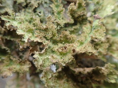 Pseudocyphellaria wilkinsii