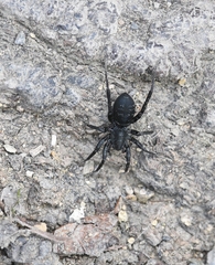 Corinnidae